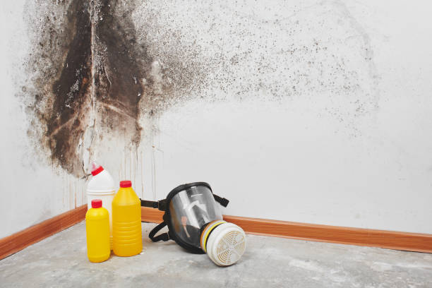 Best Black Mold Removal  in Central Falls, RI