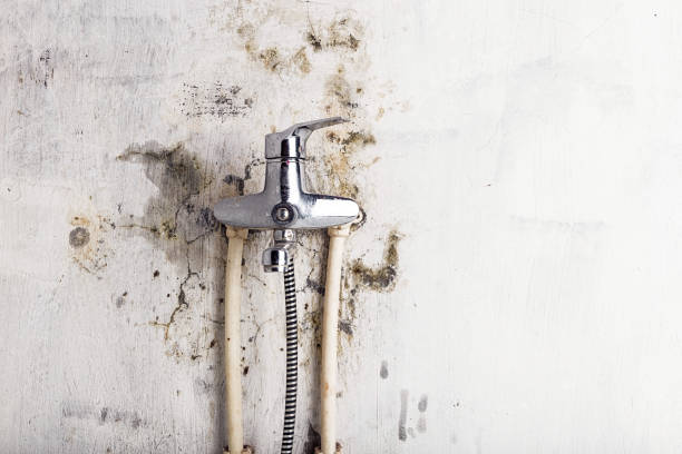Best Commercial Mold Removal  in Central Falls, RI