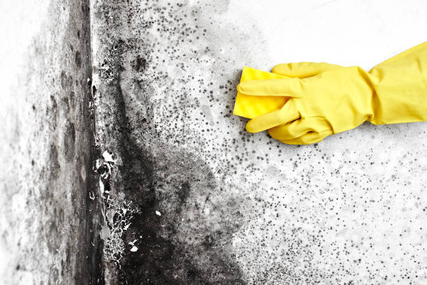 Mold Removal Process in Central Falls, RI