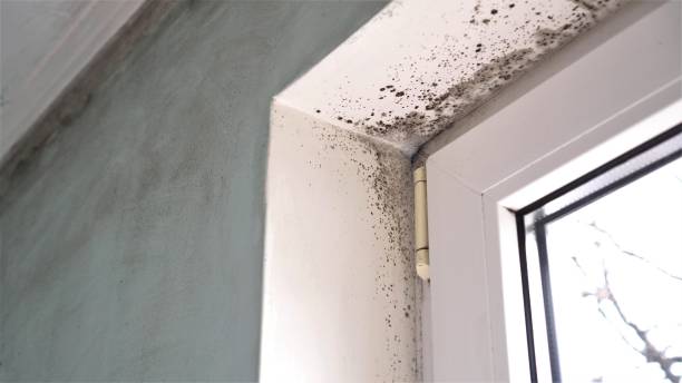 Best Local Mold Removal Service  in Central Falls, RI