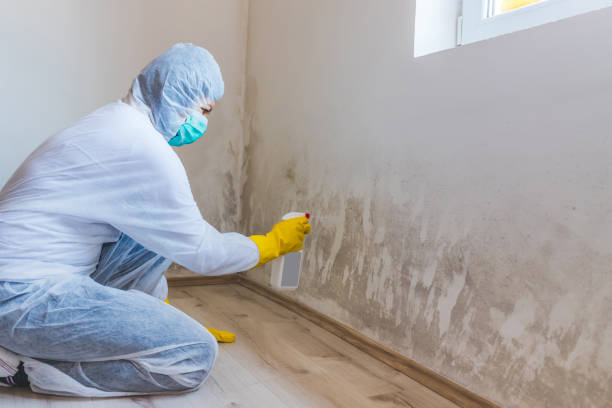 Best Attic Mold Removal  in Central Falls, RI