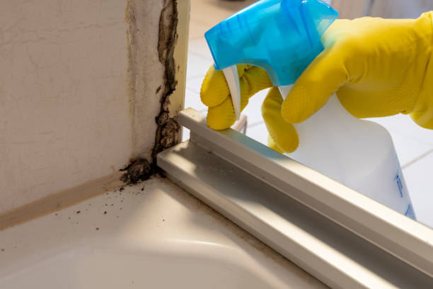 Best Residential Mold Removal  in Central Falls, RI