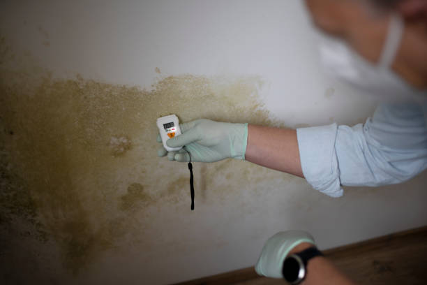 Best Mold Damage Repair  in Central Falls, RI