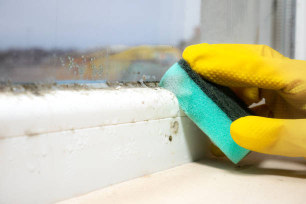 Best Mold Cleaning Services  in Central Falls, RI
