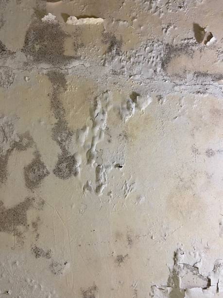 Best Best Mold Removal Companies  in Central Falls, RI