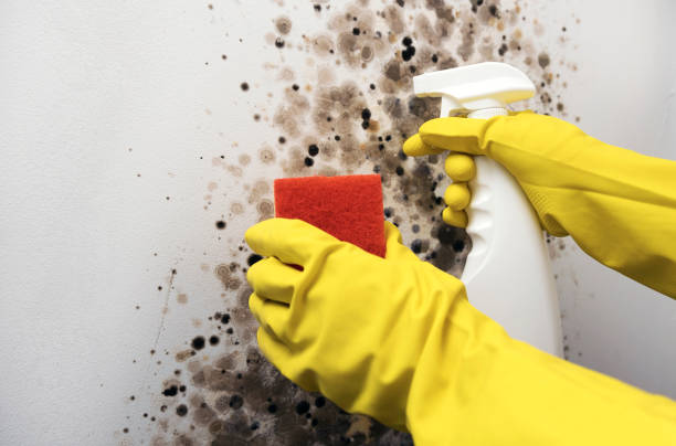 Best Mold Removal Near Me  in Central Falls, RI