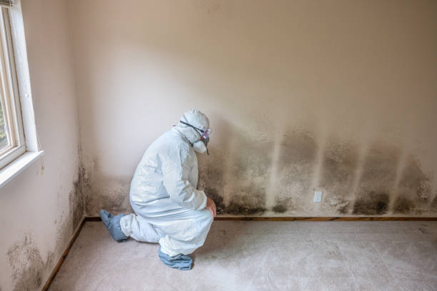 Best Fast Mold Removal  in Central Falls, RI