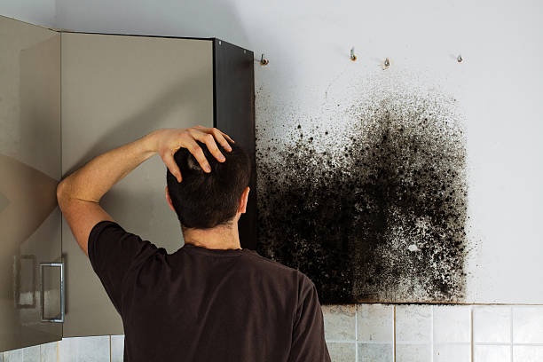 Best Home Mold Removal  in Central Falls, RI
